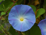Morning Glory Flower in Arlington  Massachusetts  USA