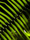 Sun Pattern on Tropical Jungle Leaf  Punta De Sal Island  Honduras