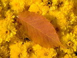 Yellow Autumn Leaf Lies on a Bunch of Chrysanthemums  New Castle  Delaware