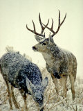 Mule Deer Buck Watches over His Doe  Yellowstone National Park  Wyoming
