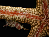 Pink Snail  Thyca Nardoafrianti  and a Mantis Shrimp on Seastar  Derawan Island  Borneo  Indonesia