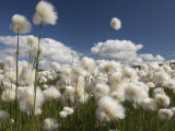 Cotton Grass Seed Heads Whip in the Wind  Paxon Alaska