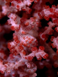 Pygmy Sea Horse Camouflaged in the Branches of a Coral  Sulawesi  Indonesia