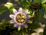 Passion Flower in a Garden in Seattle  Washington