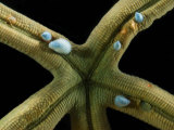 Small Blue Snails  Thyca Crystallina  Parasitizing a Starfish  Derawan Island  Borneo  Indonesia