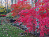 Japanese Maples with Colorful Fall Foliage in a Garden  New York