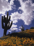 Saguaro Cacti and California Poppies under a Cloud-Filled Sky  Saguaro National Monument  Arizona
