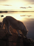 Husky Approaches the Shore  Yellowknife  Northwest Territories  Canada