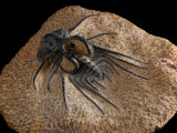 Trilobite Fossil from Morroco  Dicranurus Species  Devonian Era  Arlington  Massachusetts  USA