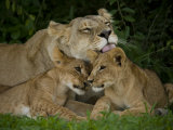 Lioness and Two Cubs Resting and Grooming in the Shade  Duba Plains  Okavango Delta  Botswana