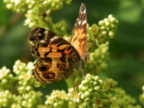 American Painted Lady Butterfly Visiting Flowers for Nectar in Meadow  Belmont  Massachusetts  USA