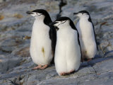 Three Chinstrap Penguins on a Rock  Antarctica