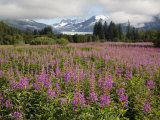 Meadow of Blooming Fireweed Frames Mendenhall Glacier  Juneau  Alaska