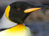 Close Portrait of the Head of a King Penguin  Gold Harbor  South Georgia Island  Antarctica