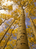 Looking Up at Towering Aspen Trees in Autumn Hues