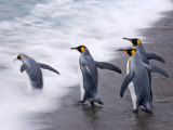 King Penguins Entering the Surf on a Beach  Gold Harbor  South Georgia Island  Antarctica