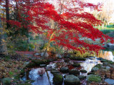 Japanese Maple with Colorful  Red Foliage at a Stream's Edge  New York