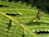 Eupithecia Rhodopyra Caterpillar Feeds on Hawaiian Fruit Fly  Mount Ka'ala  Oahu  Hawaiian Islands