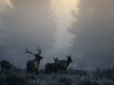 Cold Morning Mist and Rutting Elk Move Through the Sagebrush Meadow