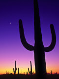 Sonoran Desert at Twilight with Saguaro Cacti and Crescent Moon  Saguaro National Monument  Arizona