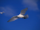 Endangered Ivory Gulls in Flight in a Blue Sky