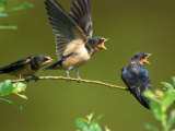 Three Barn Swallow Fledglings Begging for a Meal  Arlington  Massachusetts  USA