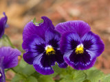 Close View of Pansies  Atlanta  Georgia