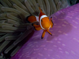 Anemone Fish Near the Stinging Tentacles of a Sea Anemone  Sulawesi  Indonesia