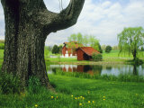 Tree Frames a View of a Farm Reflected in a Pond  Virginia