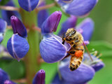 Bee Visiting a Lupine Flower in the Springtime  Arlington  Massachusetts  USA