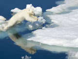 Polar Bear  Ursus Maritimus  on Pack Ice at Water's Edge