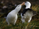 Pair of Black-Browed Albatrosses Courting  West Point Island  Falkland Islands