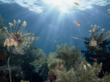Reef Scenic with Common Lionfish and Other Fish  Crinoids  and Coral  Sulawesi  Indonesia