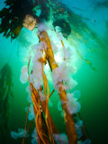 Group of Hooded Nudibranchs  Melibe Leonina
