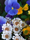 Pansies and Osteospermum Flowers in a Garden  Belmont  Massachusetts  USA