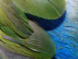 Detailed View of the Texture of the Feathers of a Red-Winged Parrot