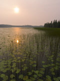 Sun and Reflection in a Lake with Grasses  Alaska