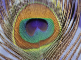 Peacock Tail Feather  Simbhaoli  India