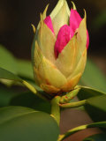 Rhododendron Buds About to Bloom  Belmont  Massachusetts