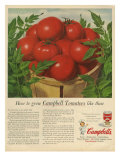 Campbell's  Magazine Advertisement  USA  1950