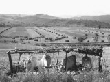 Cows in the Countryside of Volterra