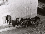 Carriage Pulled by a Mule