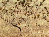 Peach Tree with Fruit