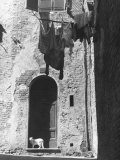 Cat and Laundry Hanging on a Street in Siena