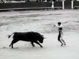 Toreador is Facing a Bull at the Center of a Bullfight