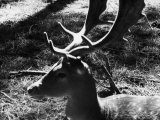 Fawn