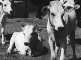 Calves