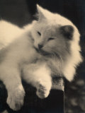 Persian Cat Dozing on a Chair