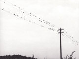 Birds Sitting on an Electrical Line