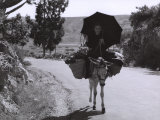 Elderly Woman on a Mule